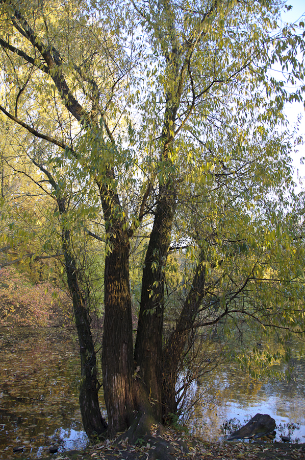 Berlin, Tiergarten...