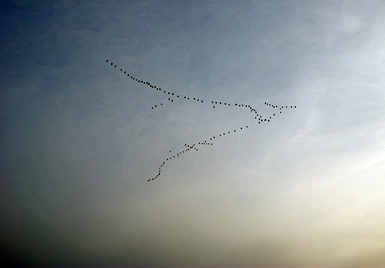 Gänse