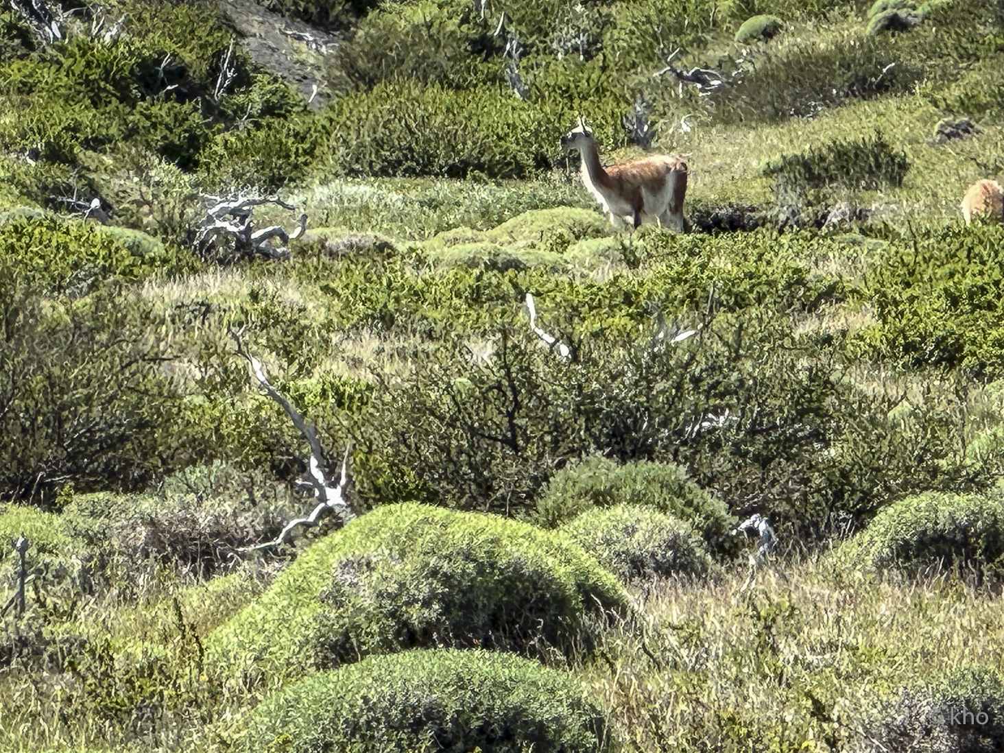 IMG_7924.jpg