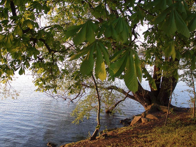 CIMG5442.jpg CIMG5442.jpg