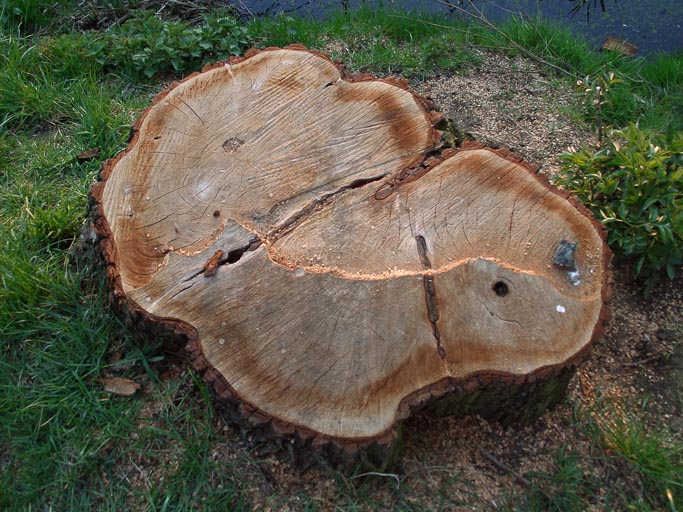 CIMG5450.jpg CIMG5450.jpg