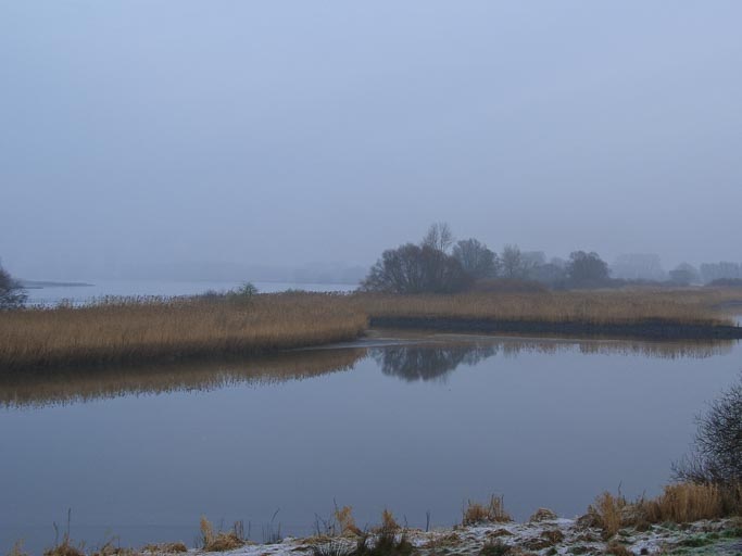 Lassrönne