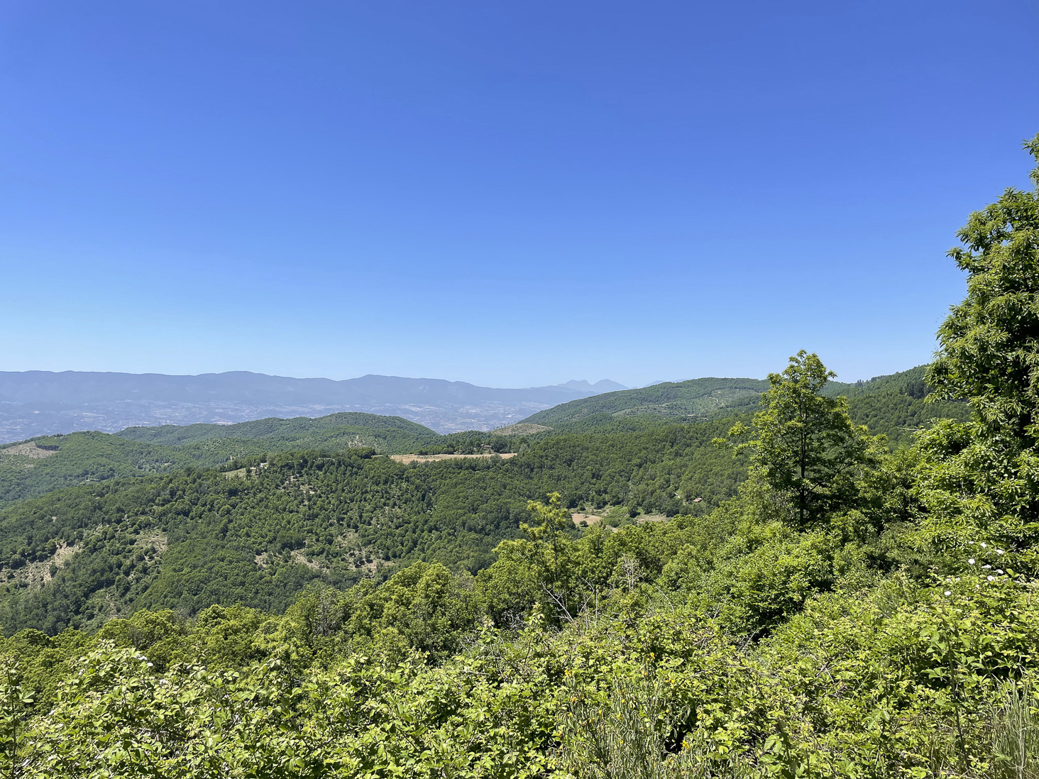 IMG_6689.jpg