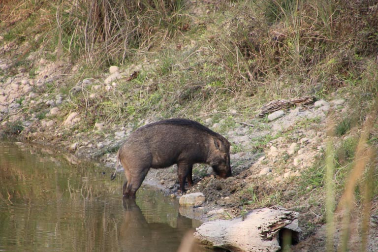 Chitwan