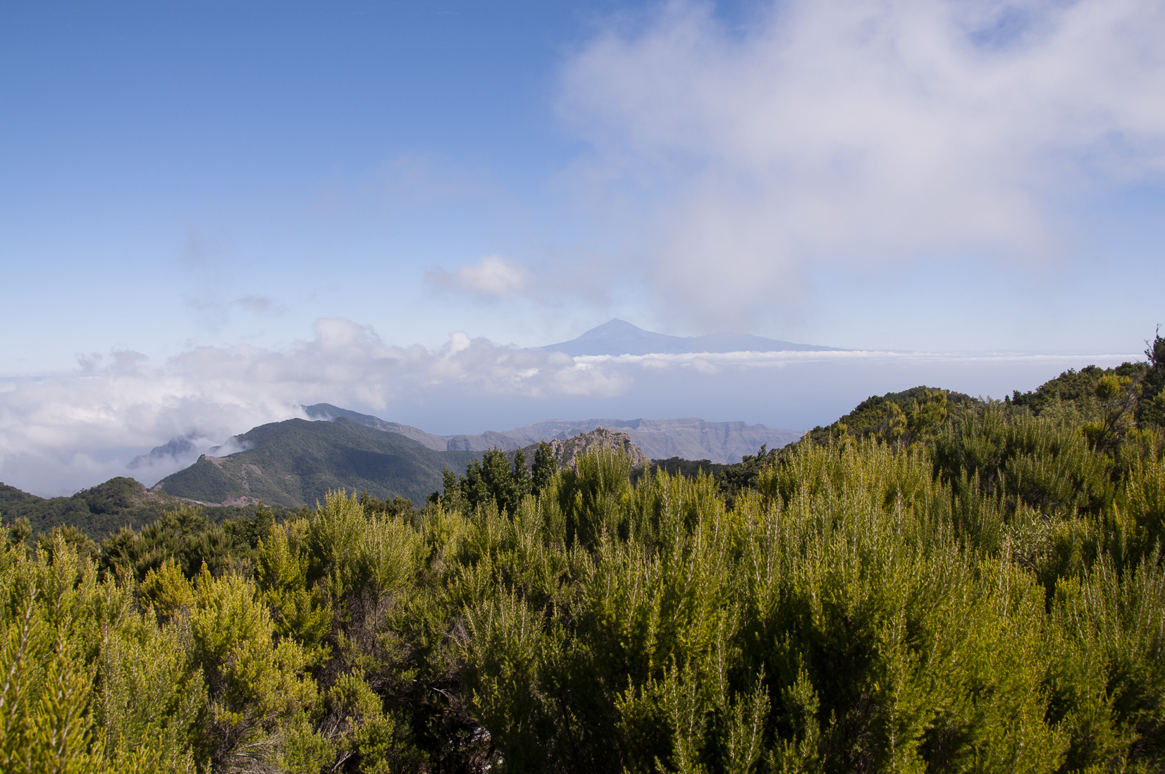 _DSC2445.jpg